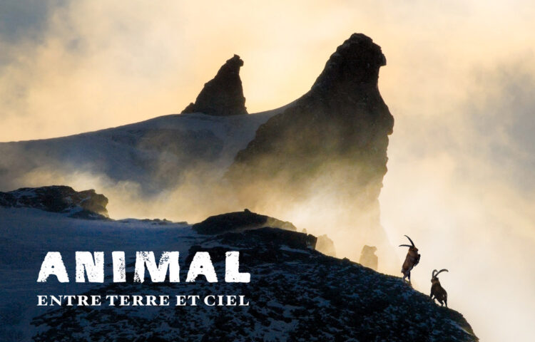 Projection du film "ANIMAL - Entre Terre et Ciel" (Lapied film)_Lans-en-Vercors