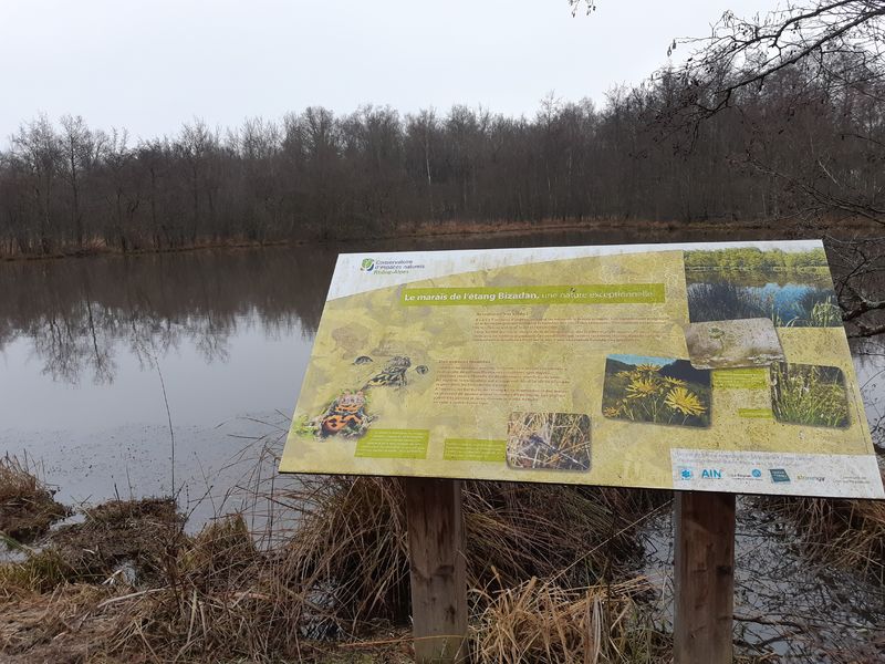 Bresse Vallons - Etangs de Bizadan et de But - Voie royale