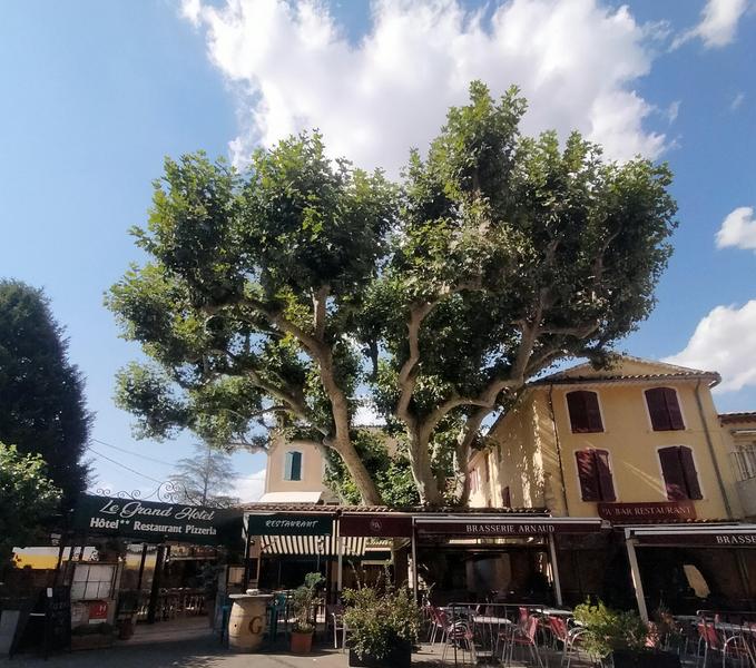 Platane de la place Duchâtel_Aups
