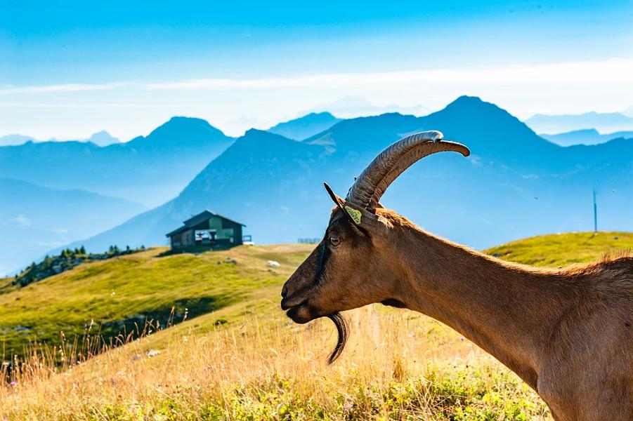 Les chèvres de l'alpage du Margériaz