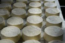 Atelier du lait au fromage