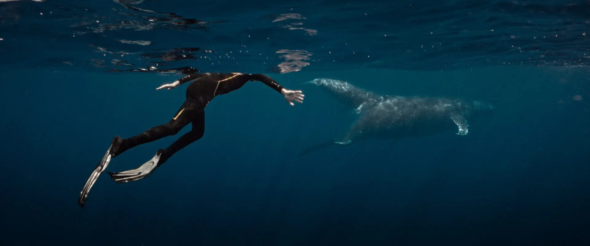 Cinéma | "La Baleine et le musicien"