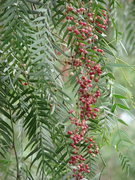 Schinus zoom