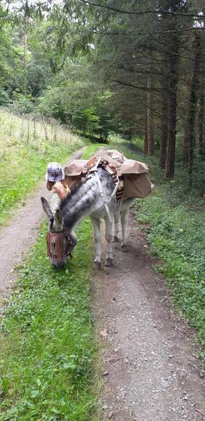 Balades avec un âne ou des chèvres - l'Écrin de la Sioule