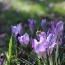 Abeilles et insectes auxiliaires du jardin | Animation Nature Culture_Vizille
