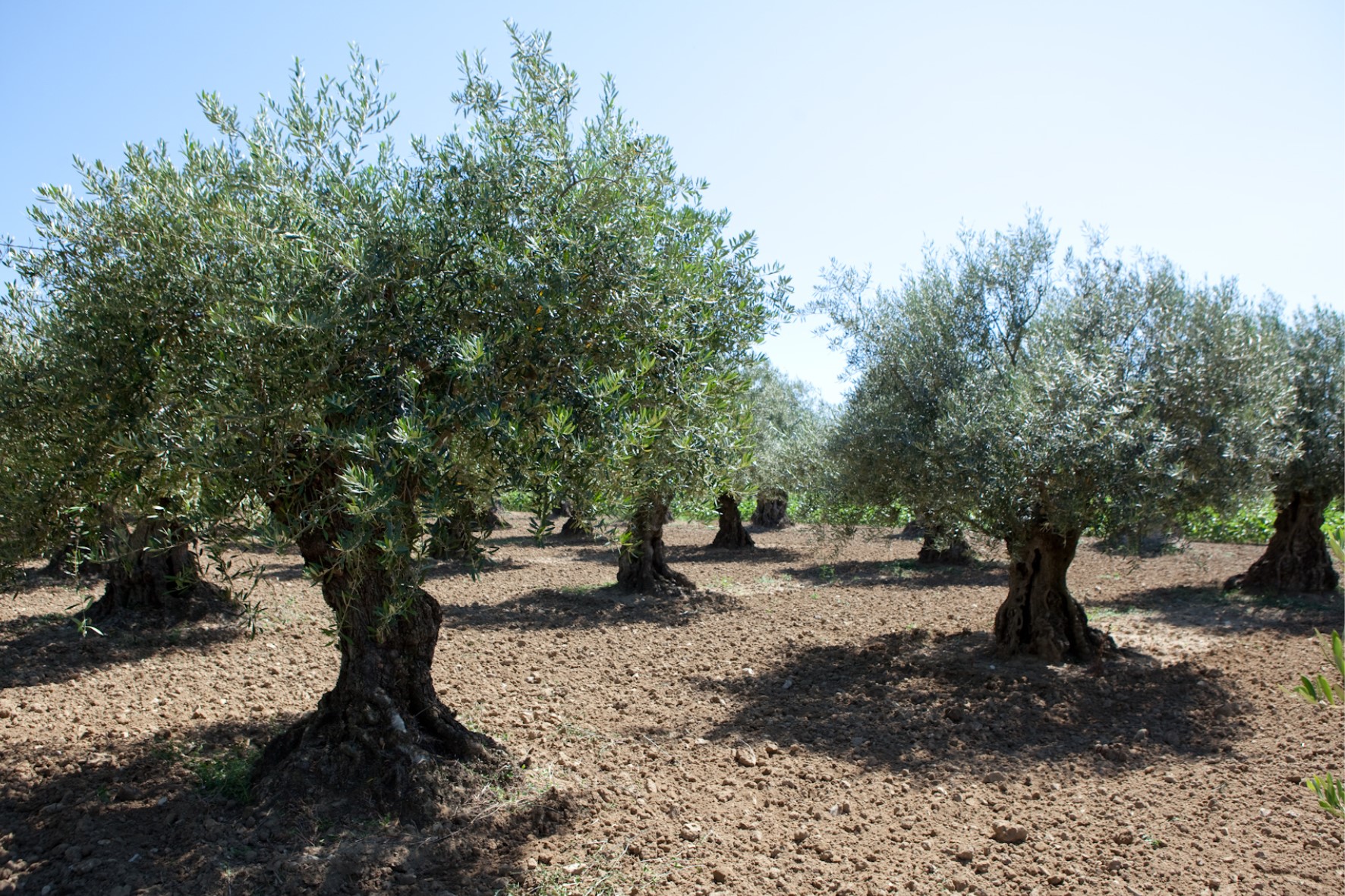 Oliviers - L'O Provençale