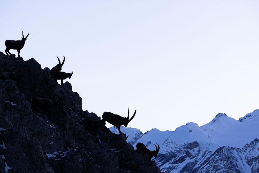 - © Thierry Maillet, Parc national des Ecrins. 138078e_HD - © Thierry Maillet, Parc national des Ecrins.
