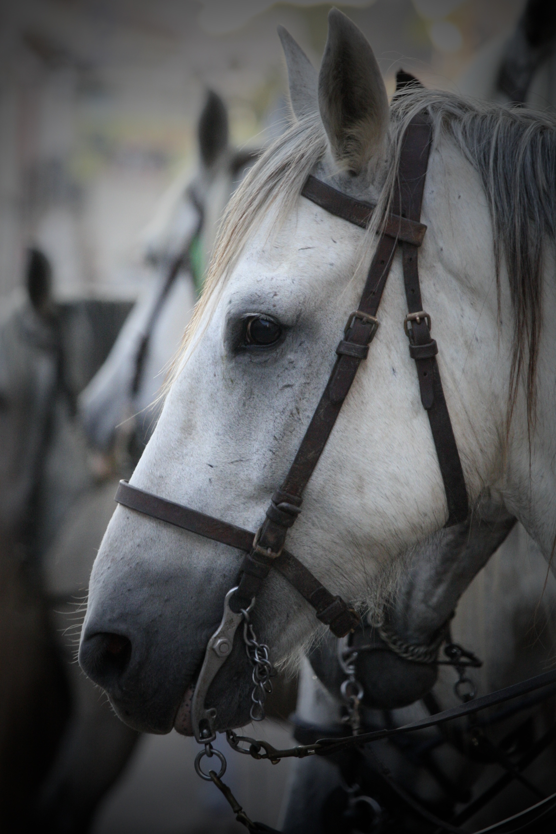 “Camagri” – Salon du cheval Camargue