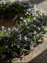 Collier de printemps_Charlieu