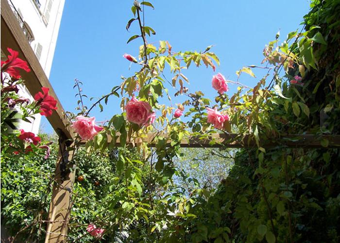 roses dans le jardin