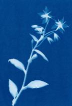 Atelier initiation au cyanotype_Beauvoir-en-Royans