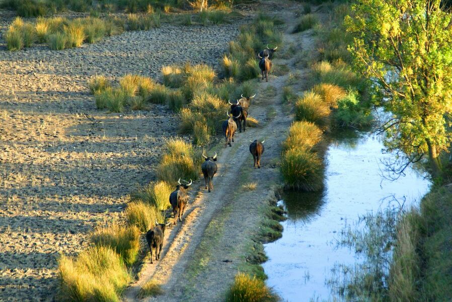 Taureaux en Camargue gardoise