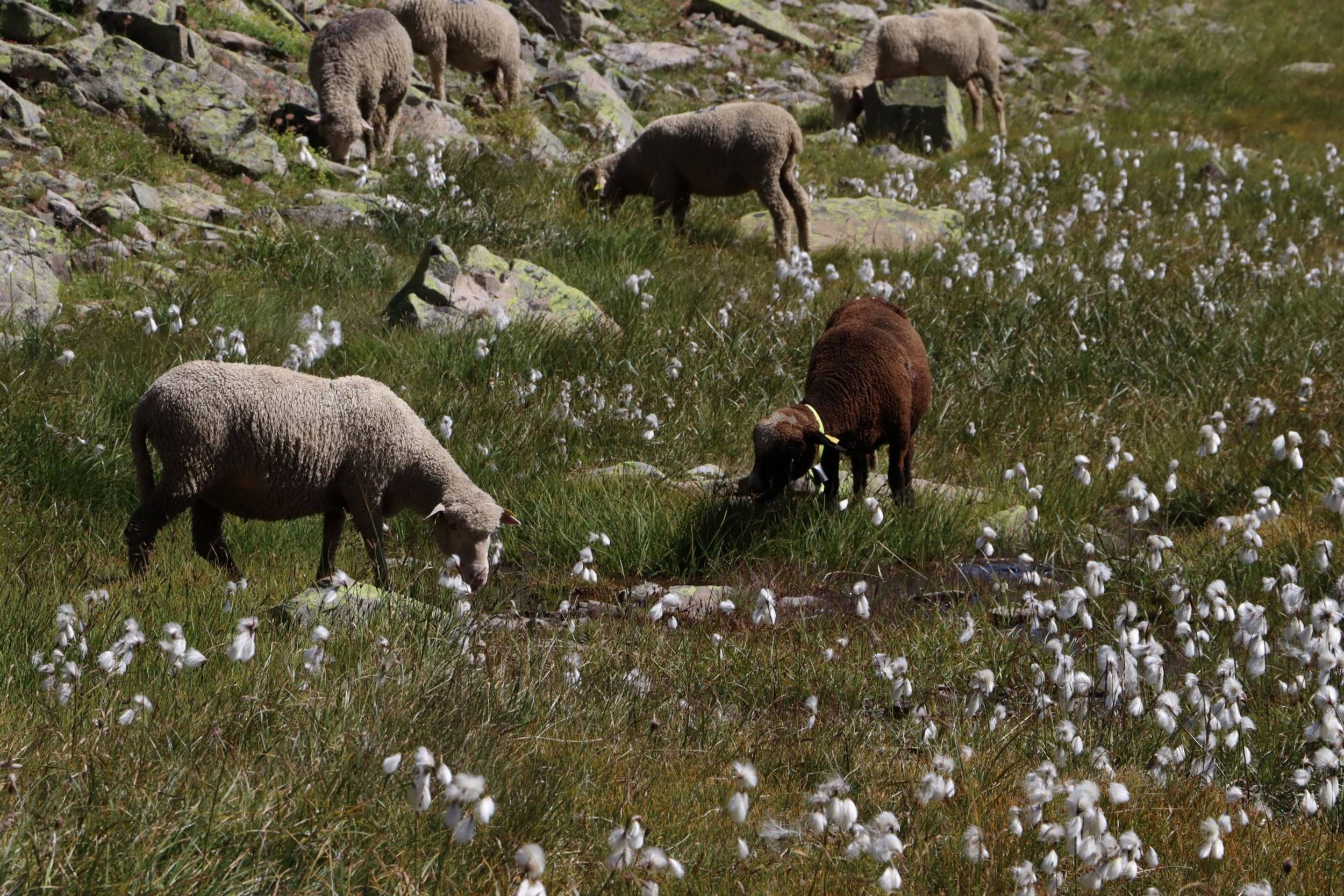 Rencontre avec le Parc national des Ecrins : pastoralisme et environnement