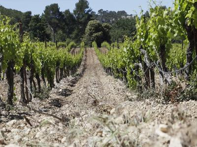 Domaine Du Mas Bleu - Caveau de Velaux — photo 3
