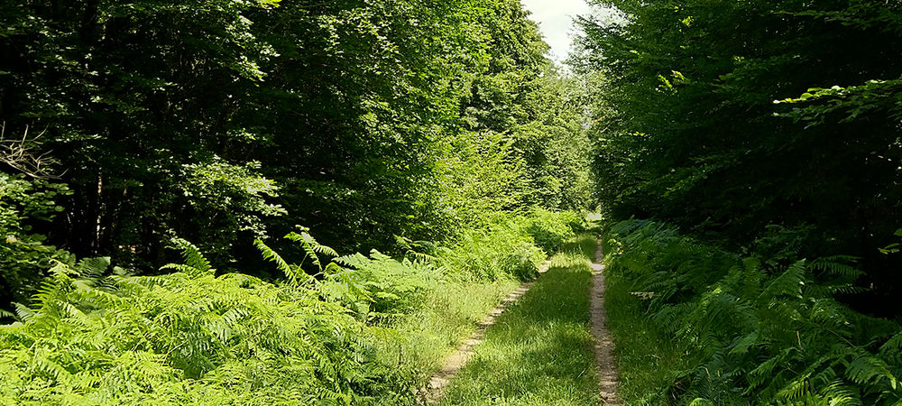 Site Naturel départemental Le Bois de Doue