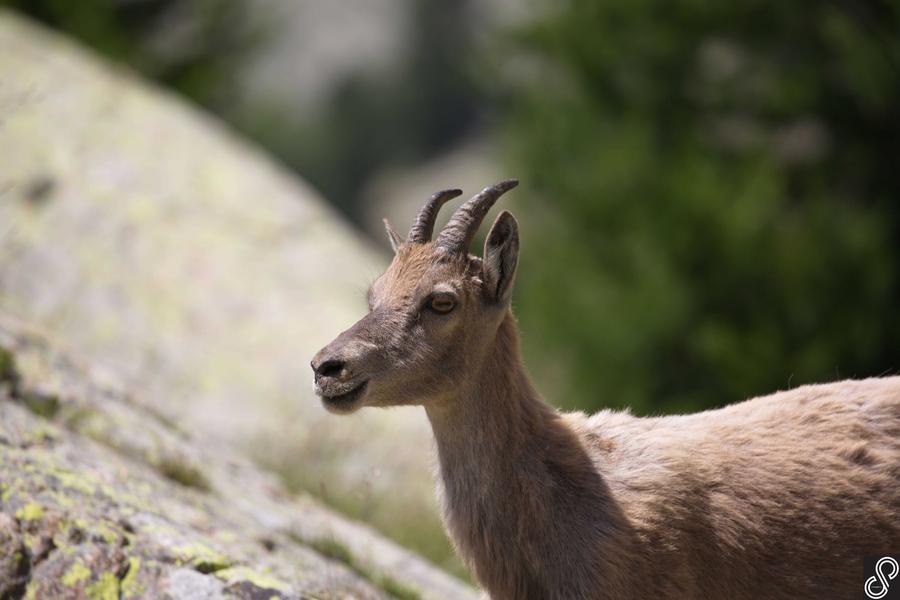  Jeune chamois - @cristalpi