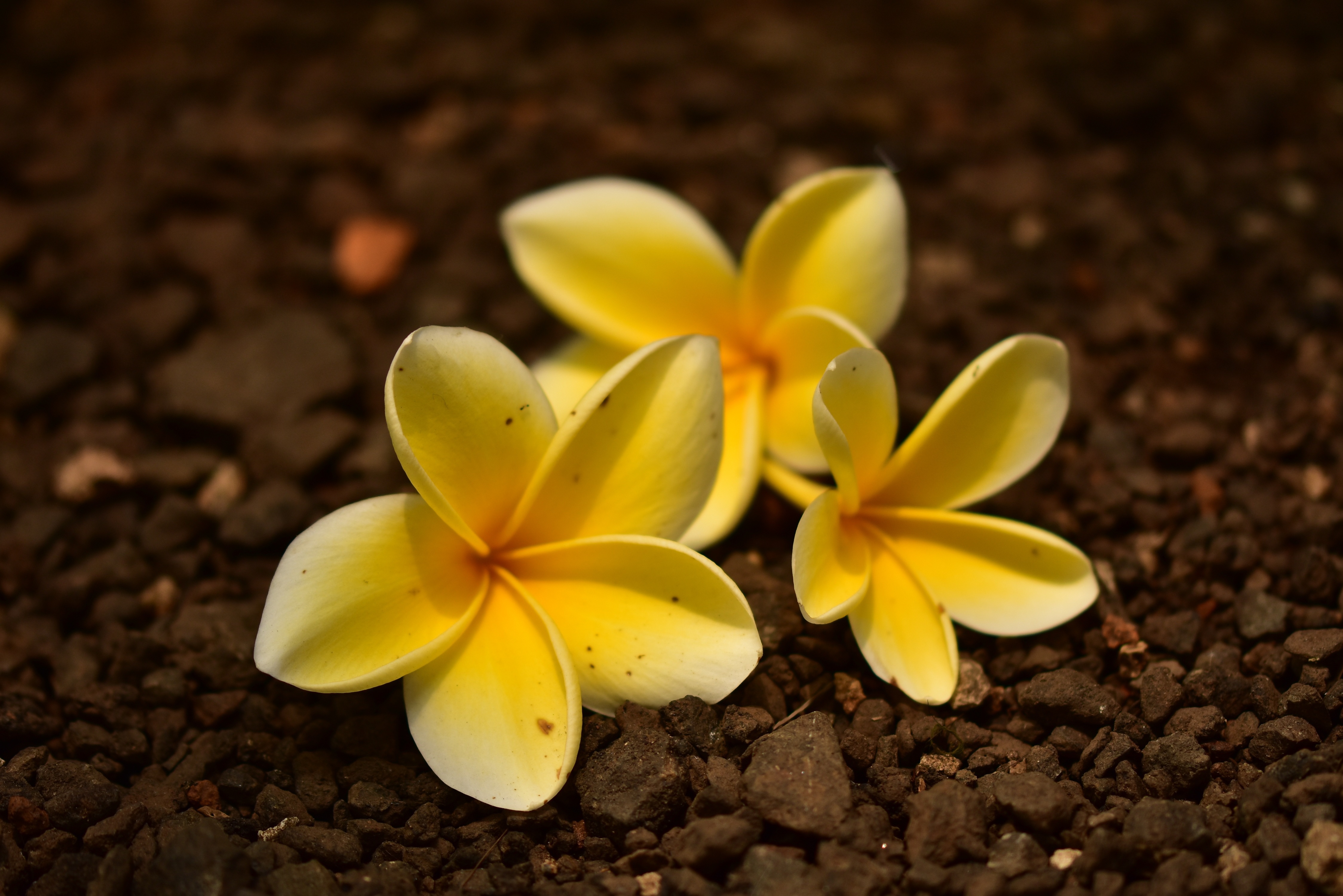 Fleurs