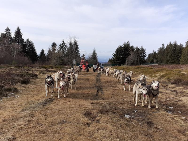 Chiens de traîneaux - Dubost nature