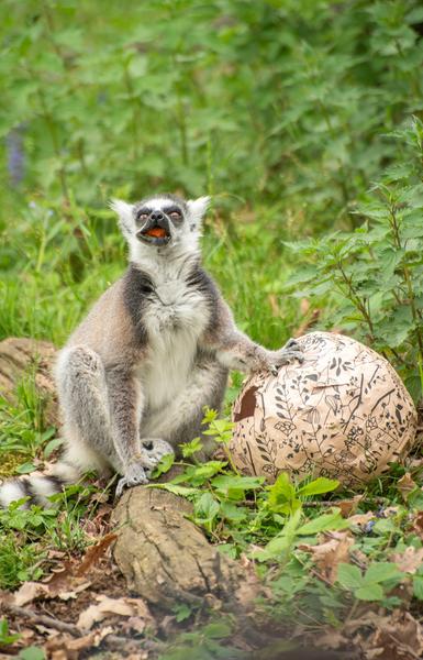 Chasse aux Oeufs géante_Peaugres