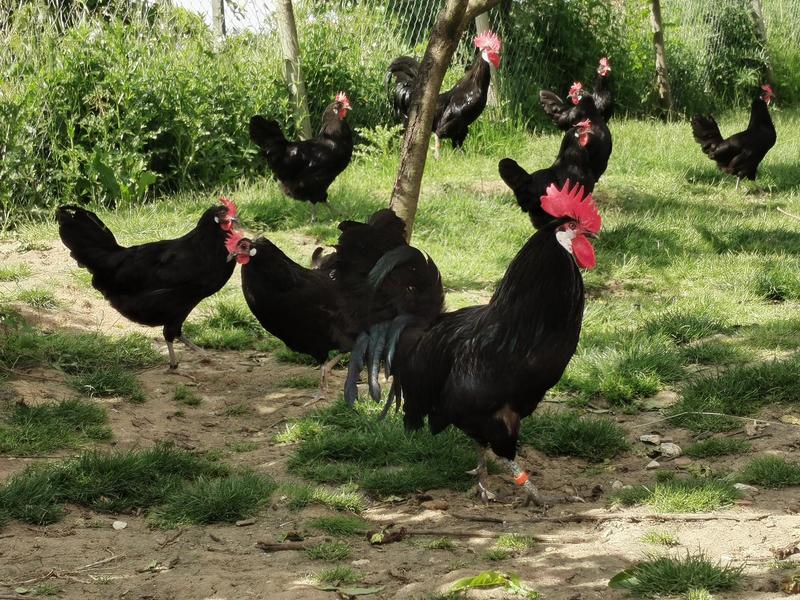 Les Volailles de Molières