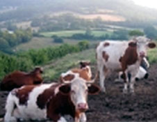 gaec des pierres blanches