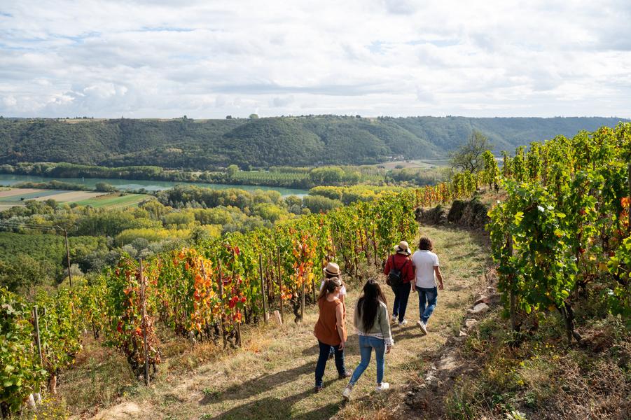 Sentier des vignes - Vienne Condrieu - Ampuis
