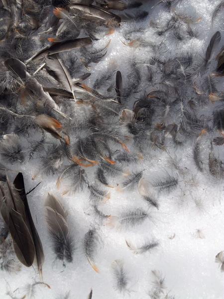 plume jeu qui est passé par ici