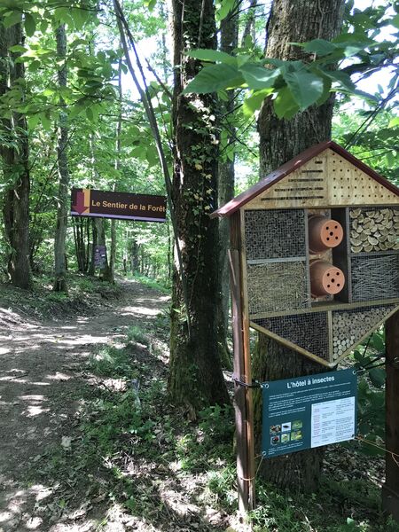 Le sentier de la forêt