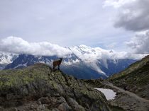 Chamoix sur le chemin du lac blanc