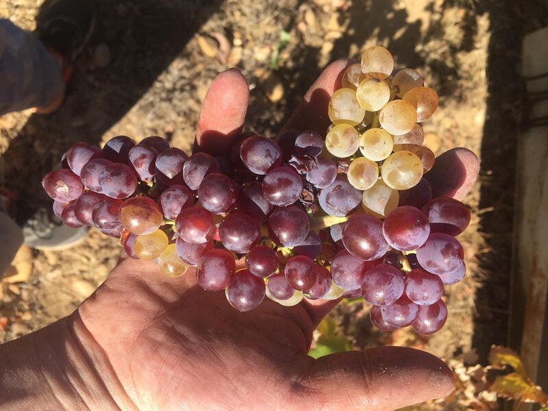 Caveau dégustation Domaine de la Pierre-Laine