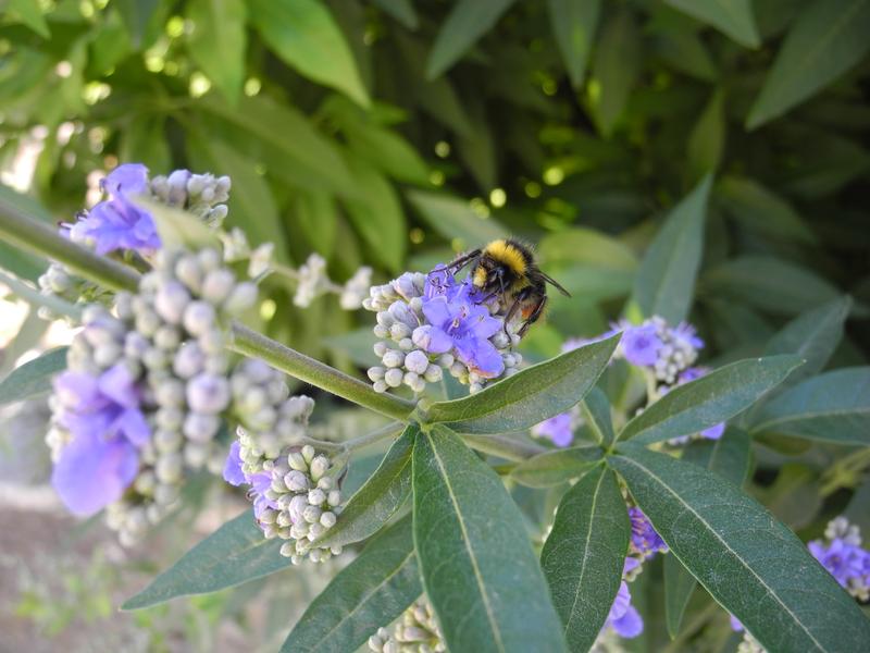 Vitex agnus-castus