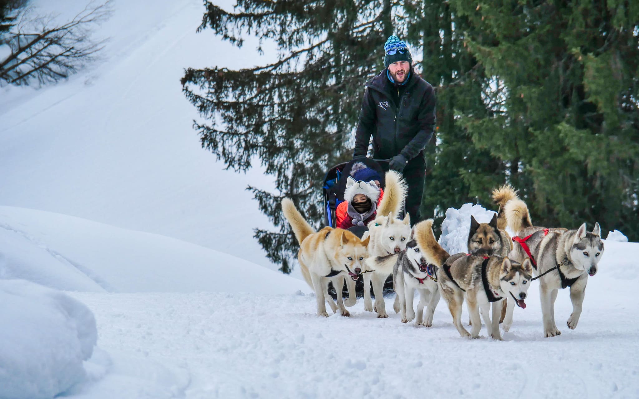 Chiens de traineau à Flaine