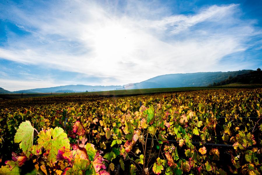 Vignes de Vauxrenard