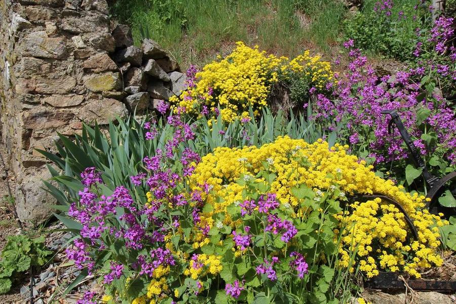 Gîte de la Collonge à Affoux, en Haut Beaujolais, dans le Rhône : extérieurs fleuris.