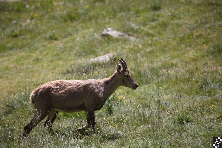 Chamois - @cristalpi