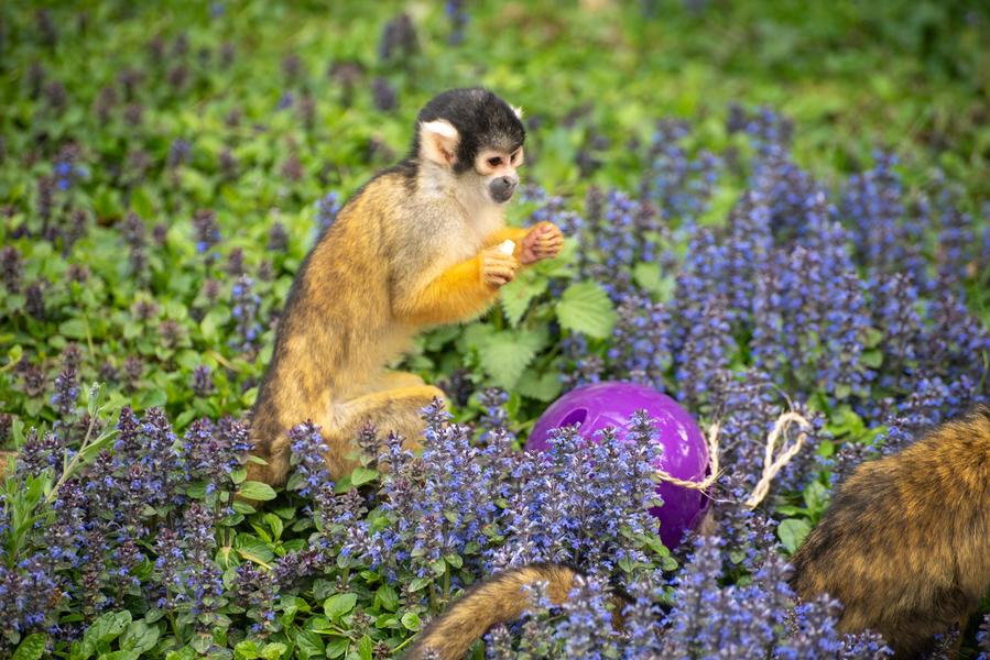 Chasse aux Oeufs géante_Peaugres
