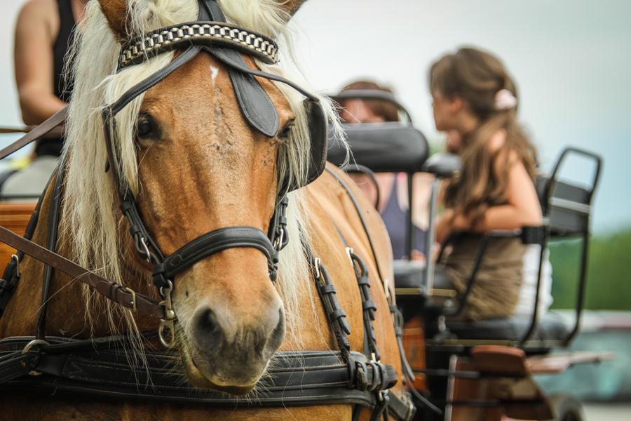La Ferme du Pré Fleuri - Ferme équestre attelage