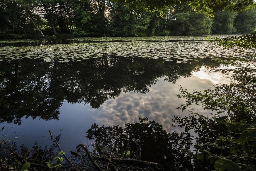 Plantes sauvages comestibles - initiation