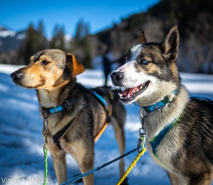 A ton étoile chiens de traîneaux