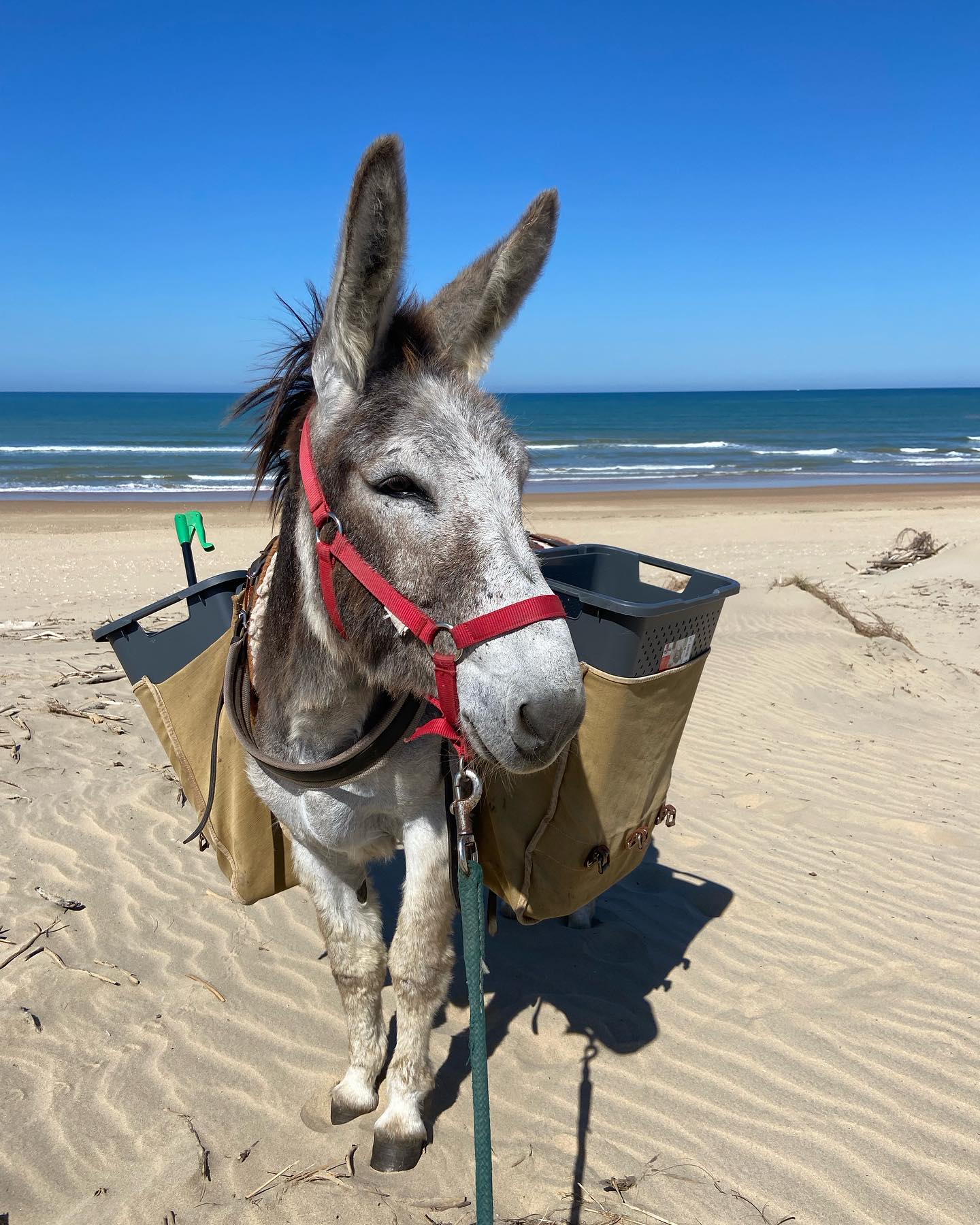 Ramassage des déchets sur la plage de La Citadelle