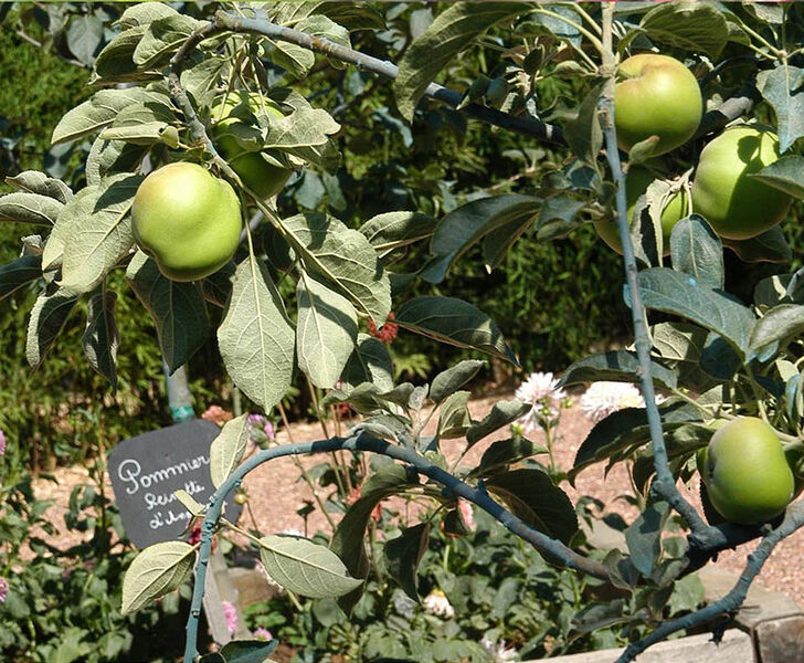 Le Jardin botanique de la Maison du Cygne