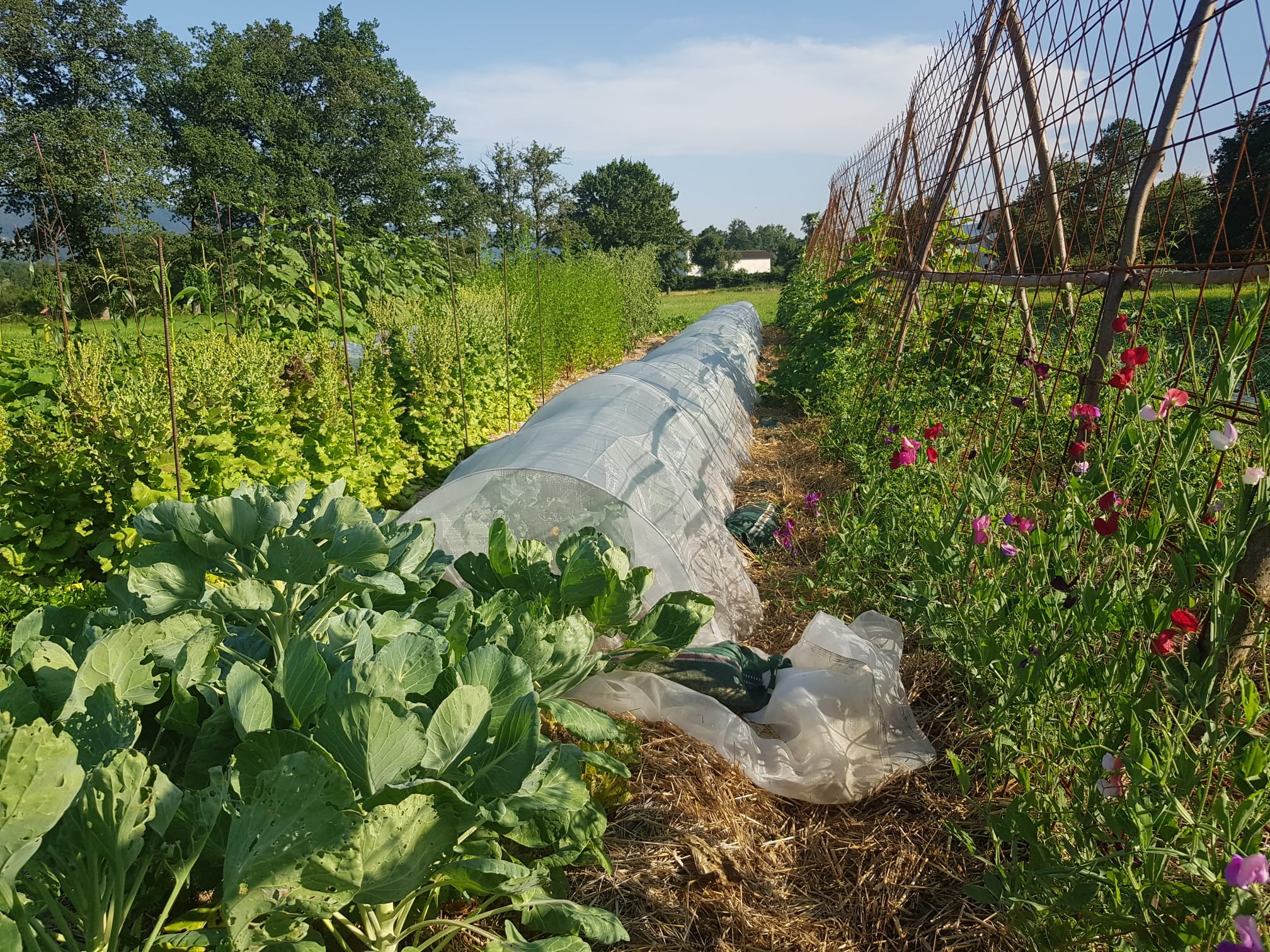 Petit tour par le jardin : des fleurs et des graines // Arlanc
