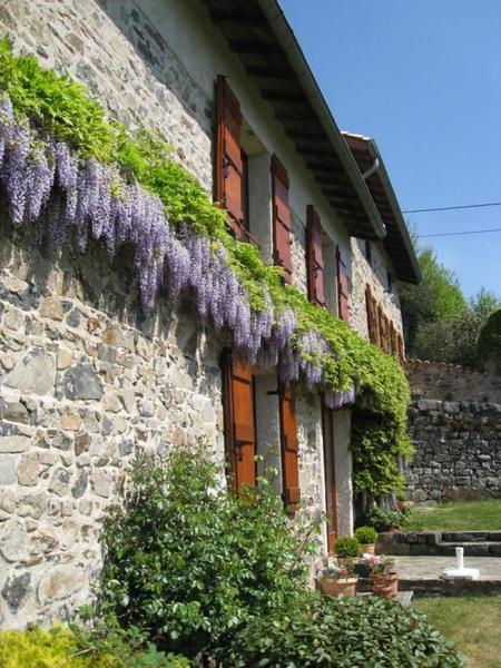 Gîte - 4 personnes - La Voisinée à Chenelette en Haut Beaujolais à proximité du Col des Echarmeaux dans le Rhône : les glycines au printemps.