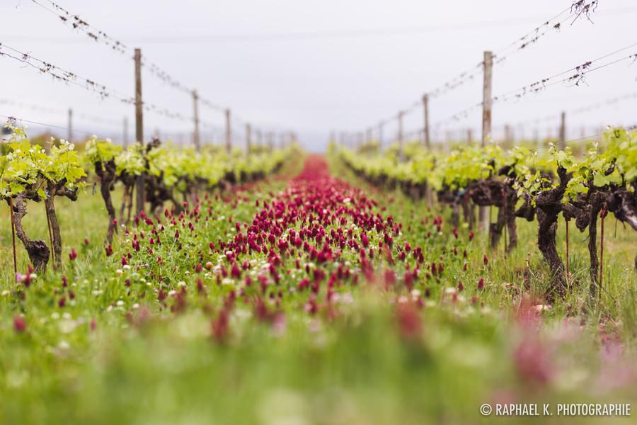 Rang de vignes dans la plaine de Crozes Hermitage