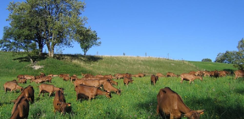Gaec de la Pinsonne à Arandas