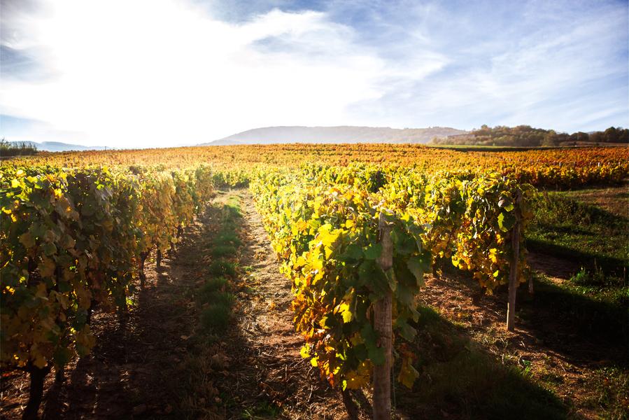 Vignes de Vauxrenard