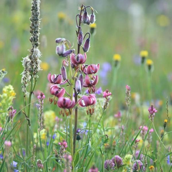 - © Parc national des Ecrins - © Parc national des Ecrins