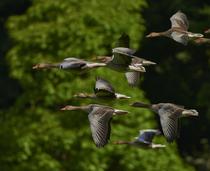 Rallye "nature et découverte" autour d'un étang