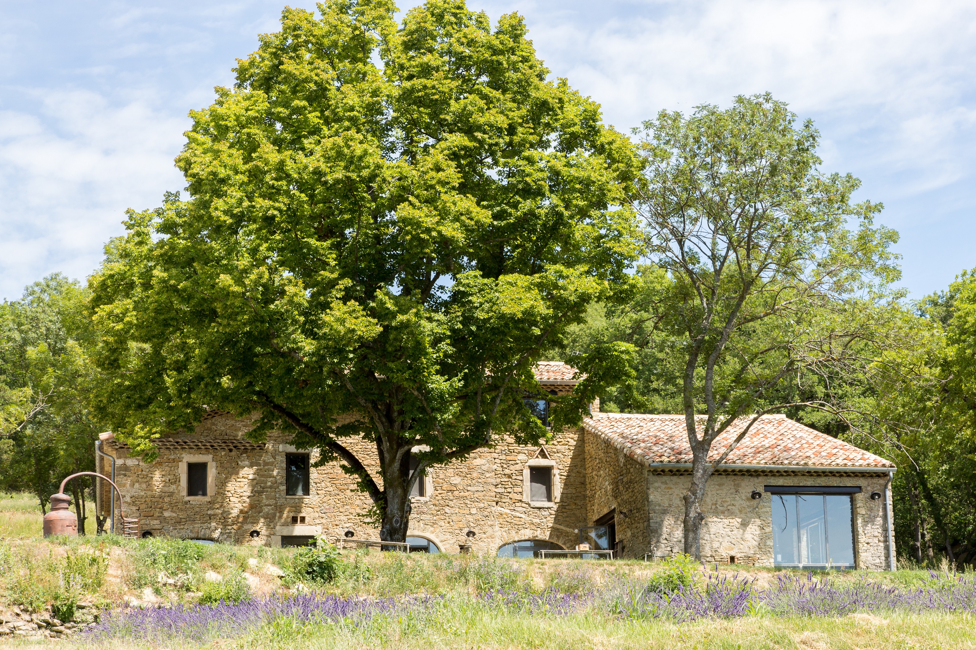 Essentiel de Lavande
