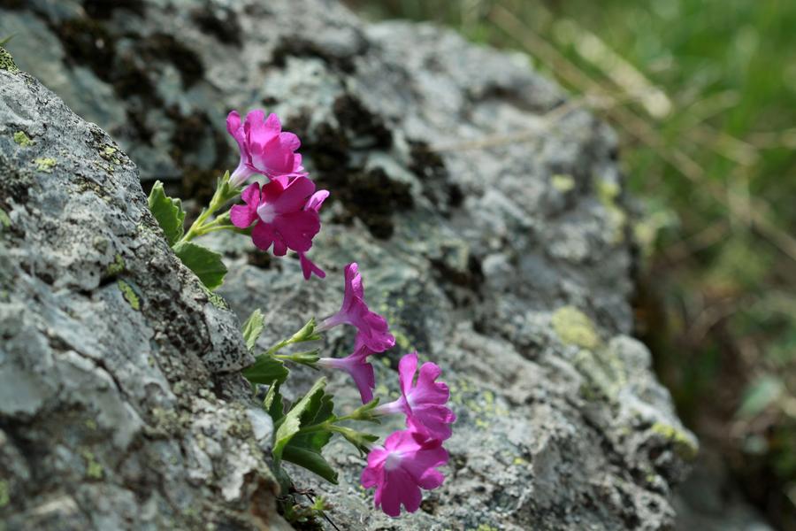 primevère hirsute - © Dentant Cédric, Parc national des Ecrins 023119_HD - © Dentant Cédric, Parc national des Ecrins